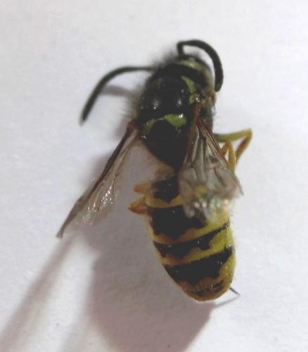 Vespula vulgaris